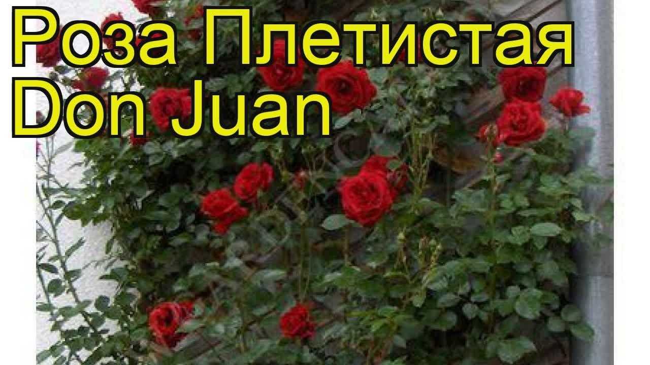 Роза дон жуан: фото, описание и отзывы