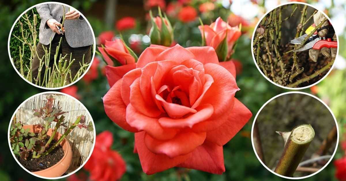 Обрезка кустовых и вьющихся роз: фото, видео летней, осенней и весенней обрезки роз