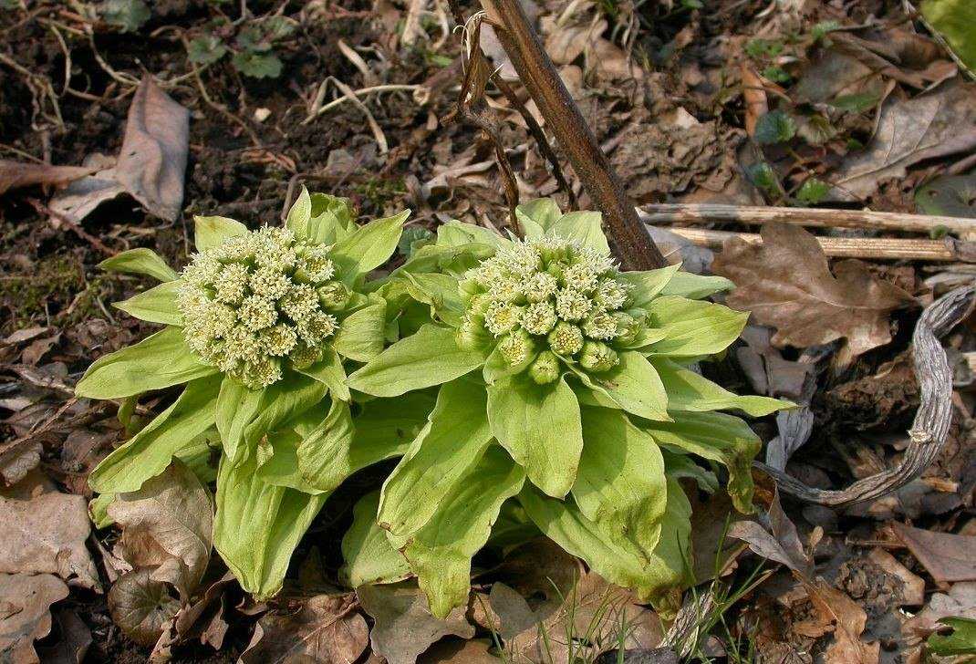 Белокопытник растение фото и описание. Белокопытник гибридный Petasites hybridus. Белокопытник (Petasites). Белокопытник Сахалинский. Белокопытник Вариегата.