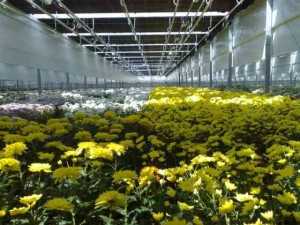 Как выращивать хризантемы из семян?