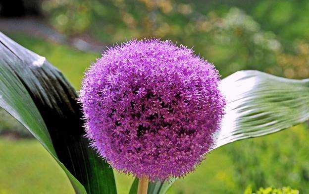 Цветок аллиум (дикий лук): фото растения, посадка и уход в открытом грунте
