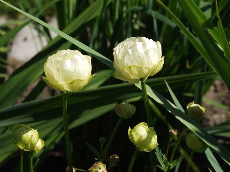 Купальница цветок — описание растения, посадка и уход в огороде