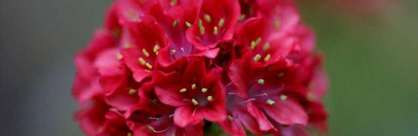 Цветок лобулярия: посадка и уход в открытом грунте, фото, выращивание из семян