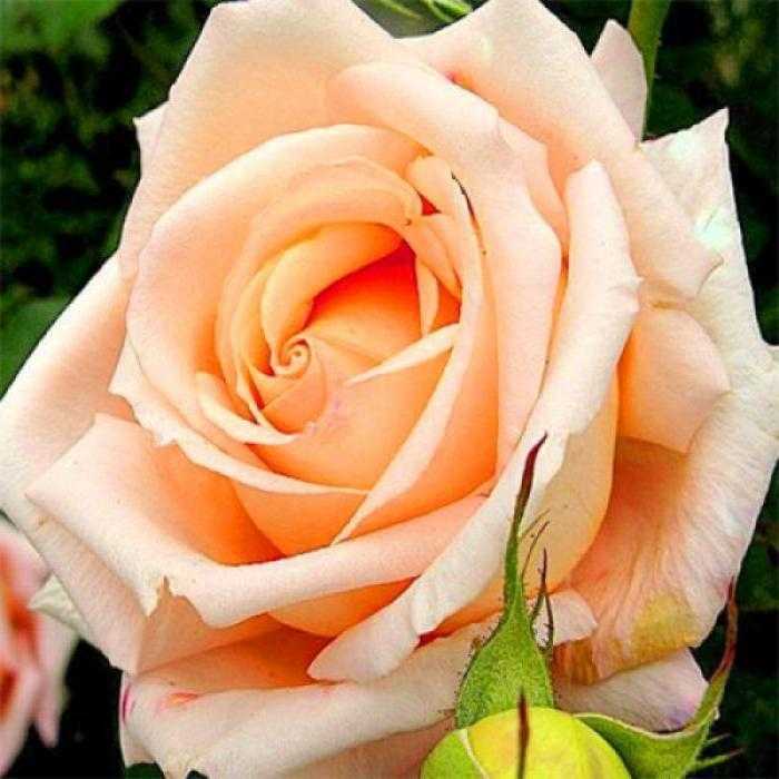 Сорта розы ругозы: правила выращивания и особенности ухода - дом и участок
