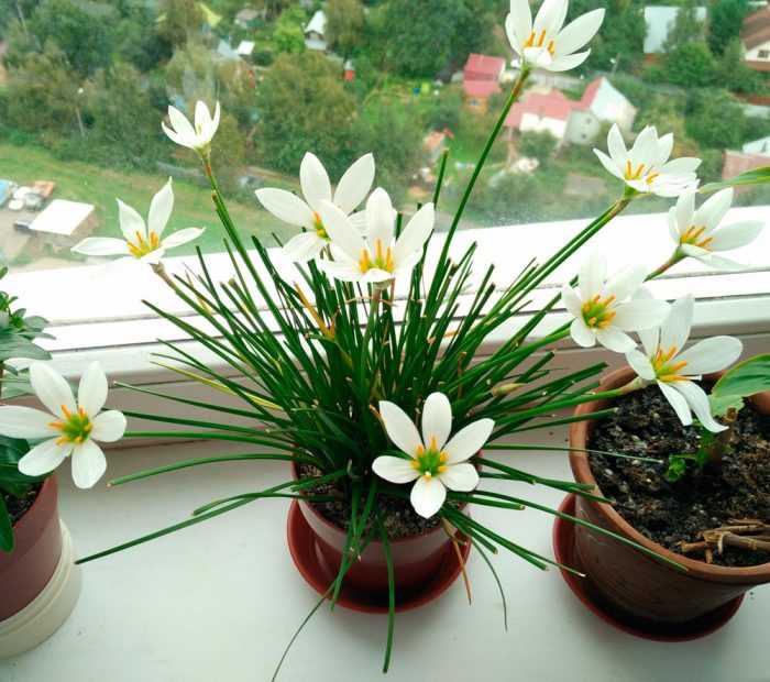 Зефирантес (выскочка) – цветок семейства амариллисовых