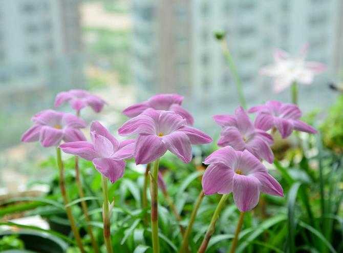 Дождевая лилия или зефирантес: уход в домашних условиях, нюансы выращивания красивоцветущего растения