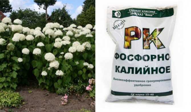 Чем подкормить гортензию весной для пышного цветения в саду - pocvetam.ru