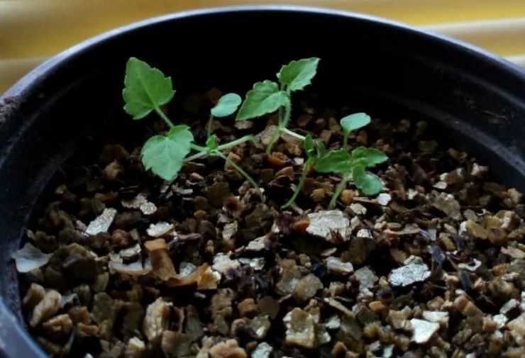 Родохитон: выращивание из семян, уход в домашних условиях, фото