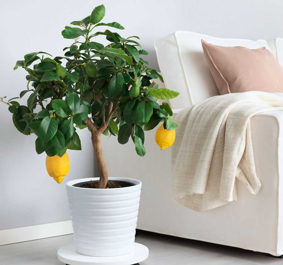 Лимон юбилейный: описание и уход в домашних условиях
лимон юбилейный: описание и уход в домашних условиях