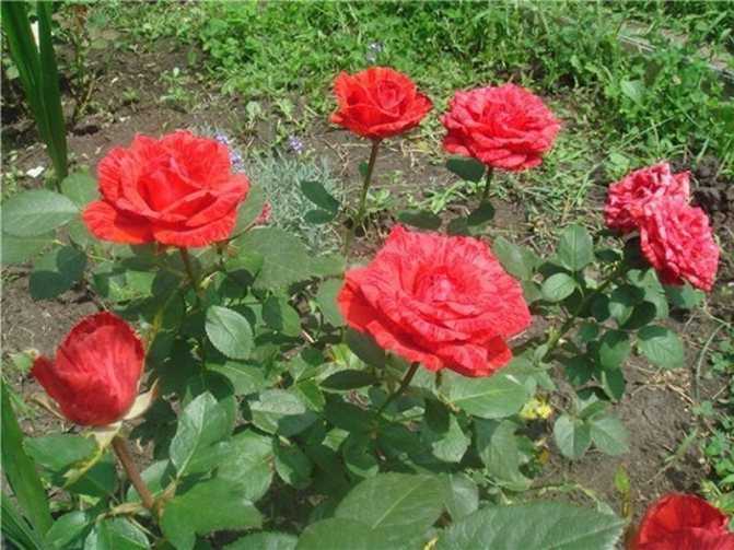 Лучшие сорта вьющихся чайно гибридных роз. описание сорта розы «черная магия». правила выращивания, фото