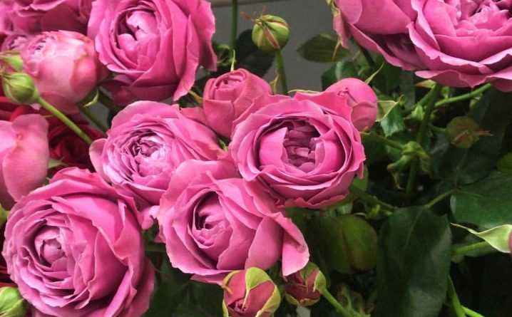 Цветы, похожие на розу - садовые и комнатные. фото и названия