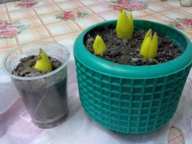 Как вырастить тюльпаны дома в горшке зимой. как посадить тюльпаны в домашних условиях?