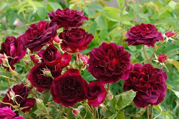 Роза клэр остин (claire austin) - фото и описание цветка