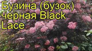 Описание сорта растения черная бузина блэк бьюти