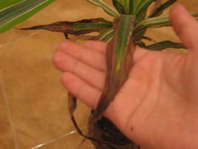 Болезни драцены и их лечение: почему у растения сохнут или желтеют кончики листьев, что делать с личинками вредителей и при других проблемах, фото