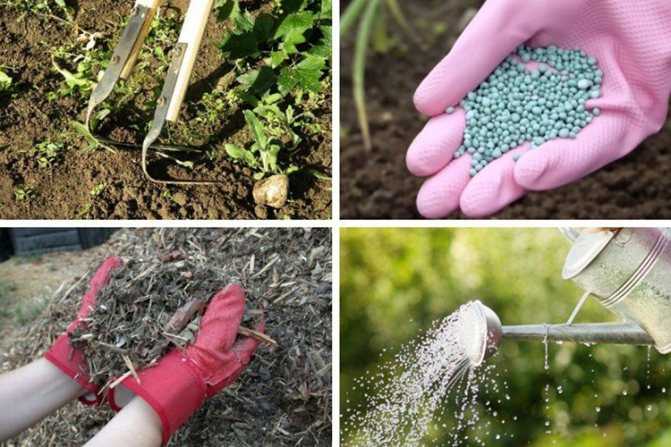 Калина бульденеж – как поливать, удобрять и обрезать, размножение черенками, отводками и делением куста