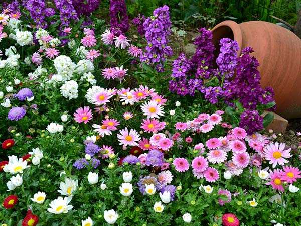 Неприхотливые многолетние и однолетние цветы, цветущие все лето :: sotkiradosti.ru