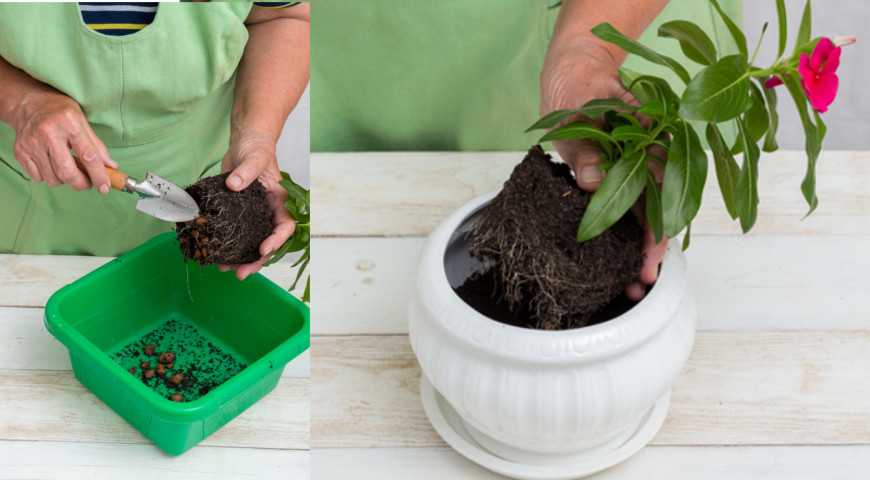 Катарантус: выращивание и уход в саду + домашних условиях своими руками > фото + видео цветка