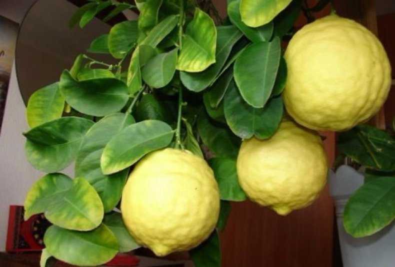 Особенности цитрусового гибрида — лимона пандероза. советы по уходу и размножению