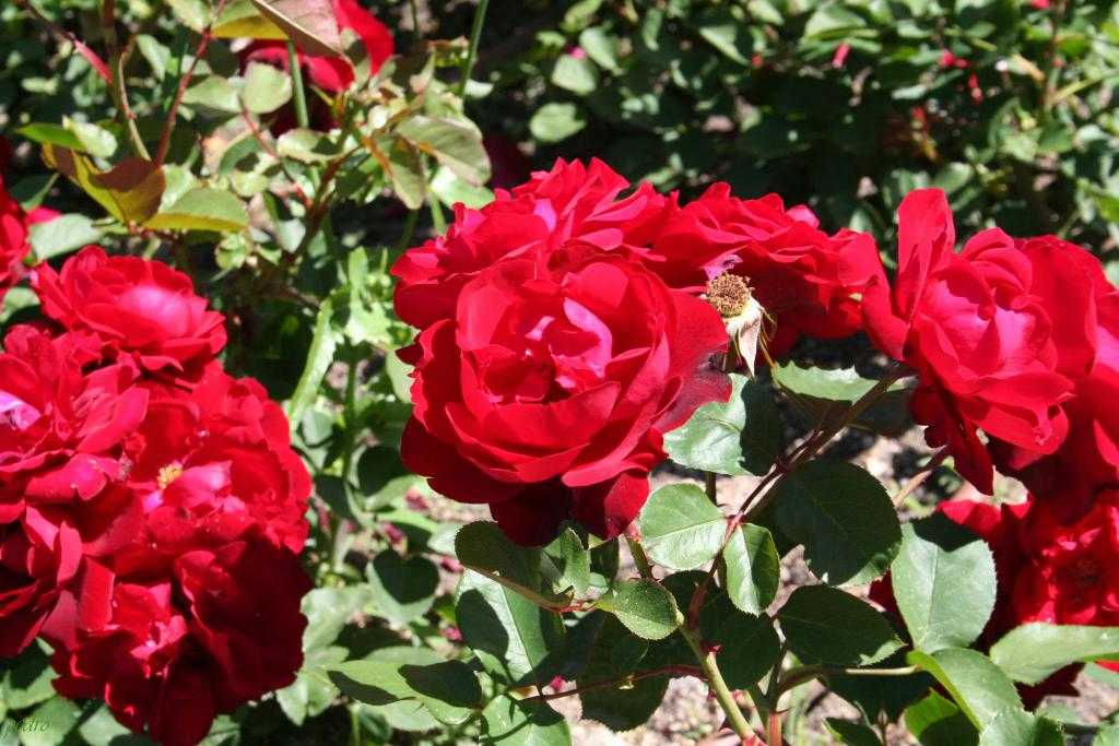 Роза флорибунда Кимоно: описание, фото, основные характеристики, плюсы и минусы Правила выращивания, способы размножения