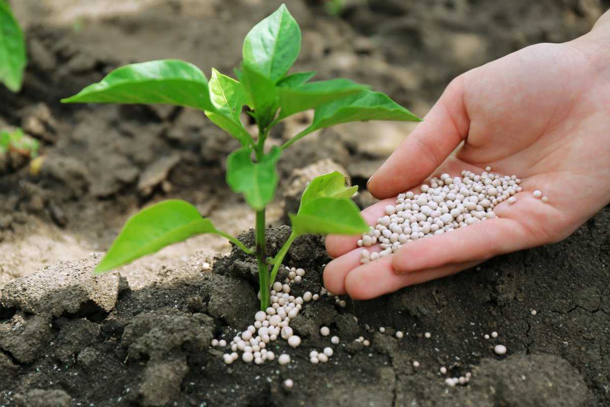 Как правильно подкислить почву на даче - способы повышения кислотности