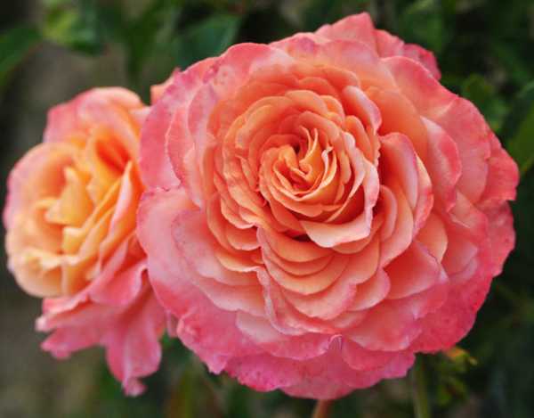 Все о посадке и выращивании аристократической розы августа луиза