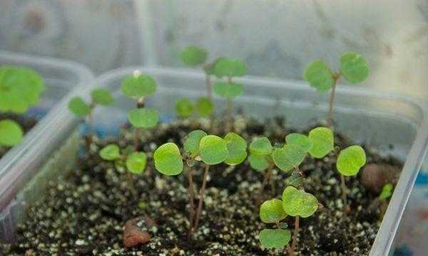 Выращивание бегонии ампельной из семян: как посадить рассаду? посадка сортов «шансон» и «гавриш алькор f1» в домашних условиях