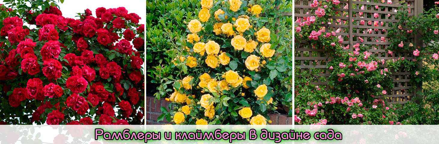 Почвопокровные розы: цветущие лето, сорта для подмосковья