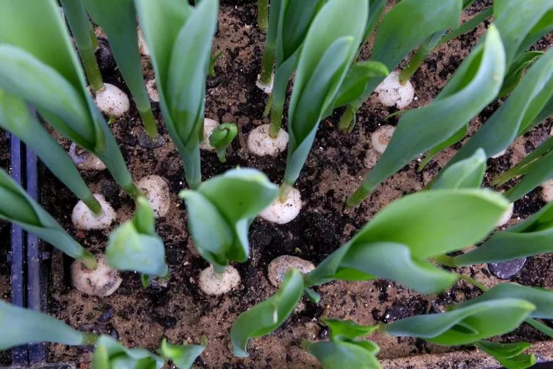 Как выращивать тюльпаны в теплице: посадка и уход