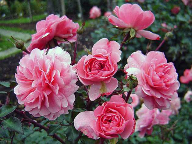 Роза флорибунда — ботаничка.ru