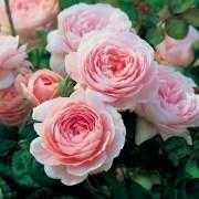 Галерея роз оливия роуз энциклопедия роз