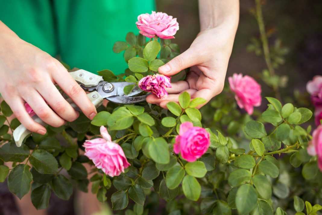Как правильно обрезать комнатную розу — ботаничка.ru