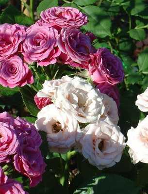 Роза дезире –  прелестница в розовой вуали