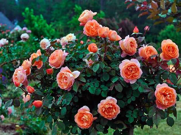 Наиболее ароматные сорта роз с фото и описанием
наиболее ароматные сорта роз с фото и описанием