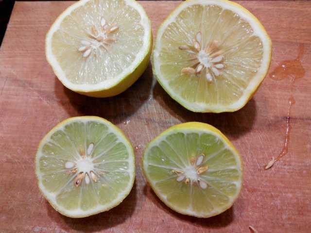 Лимон юбилейный: описание сорта, агротехника, уход за ним в домашних условиях, сбор и применение урожая