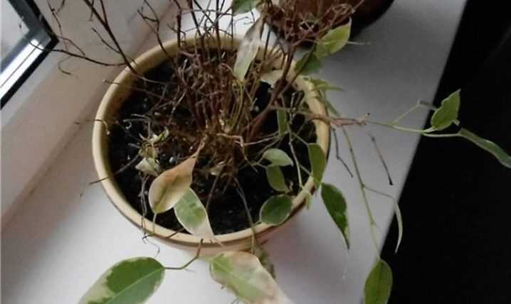 Фикус бенджамина сбрасывает листья: причина и что делать, чтобы спасти растение и не дать ему погибнуть, почему сохнет и опадает молодая листва