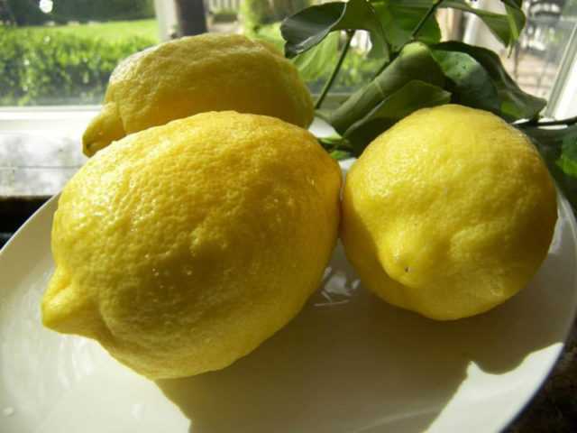 Описание лимона сорта Пандероза Характеристика, сортовые особенности Описание способов размножения Рекомендации по уходу