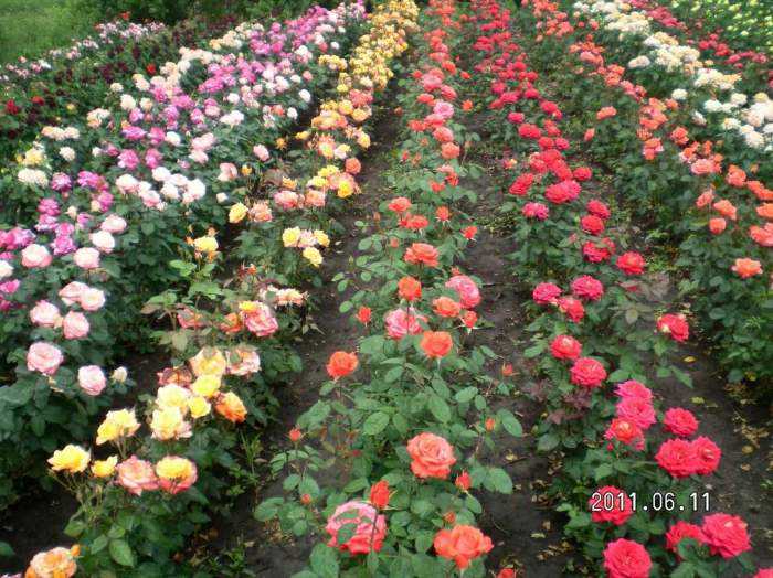 Популярные сорта полиантовых роз и особенности их выращивания из семян