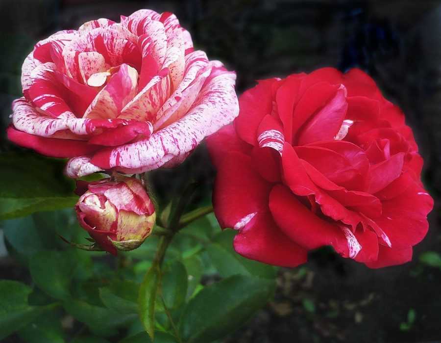 Роза парковая