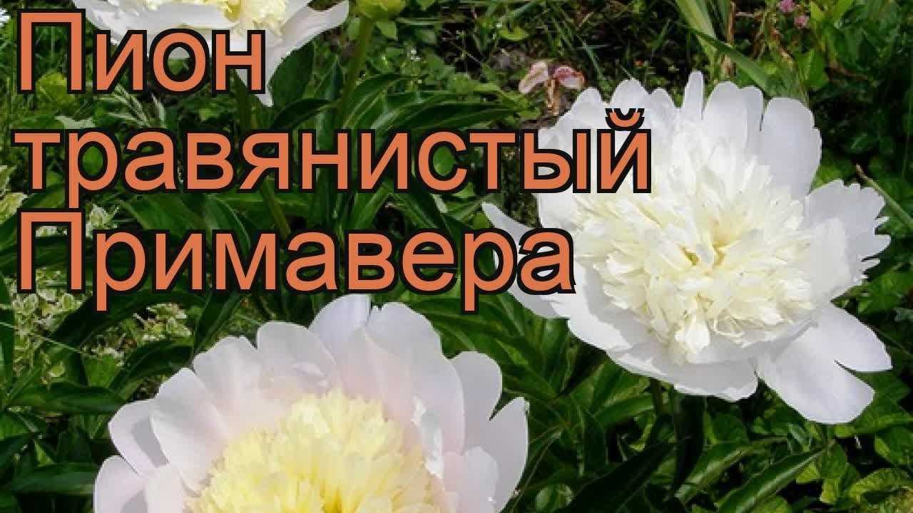 Пион травянистый примавера - дневник садовода rest-dvor.ru