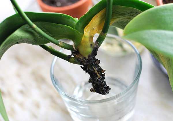 Чем подкормить орхидею – домашние и магазинные средства