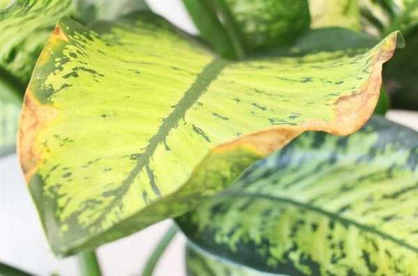 Желтеют листья у диффенбахии — причина и методы лечения