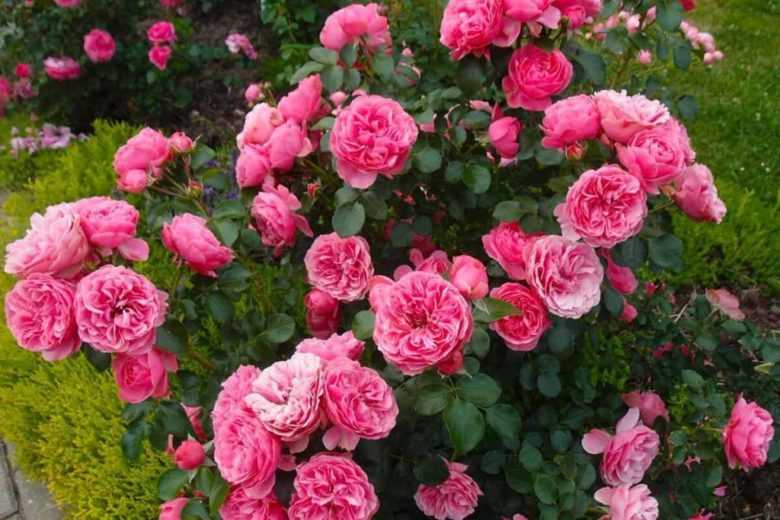 Piano — чайно-гибридная пионовидная роза насыщенного красного цвета от tantau