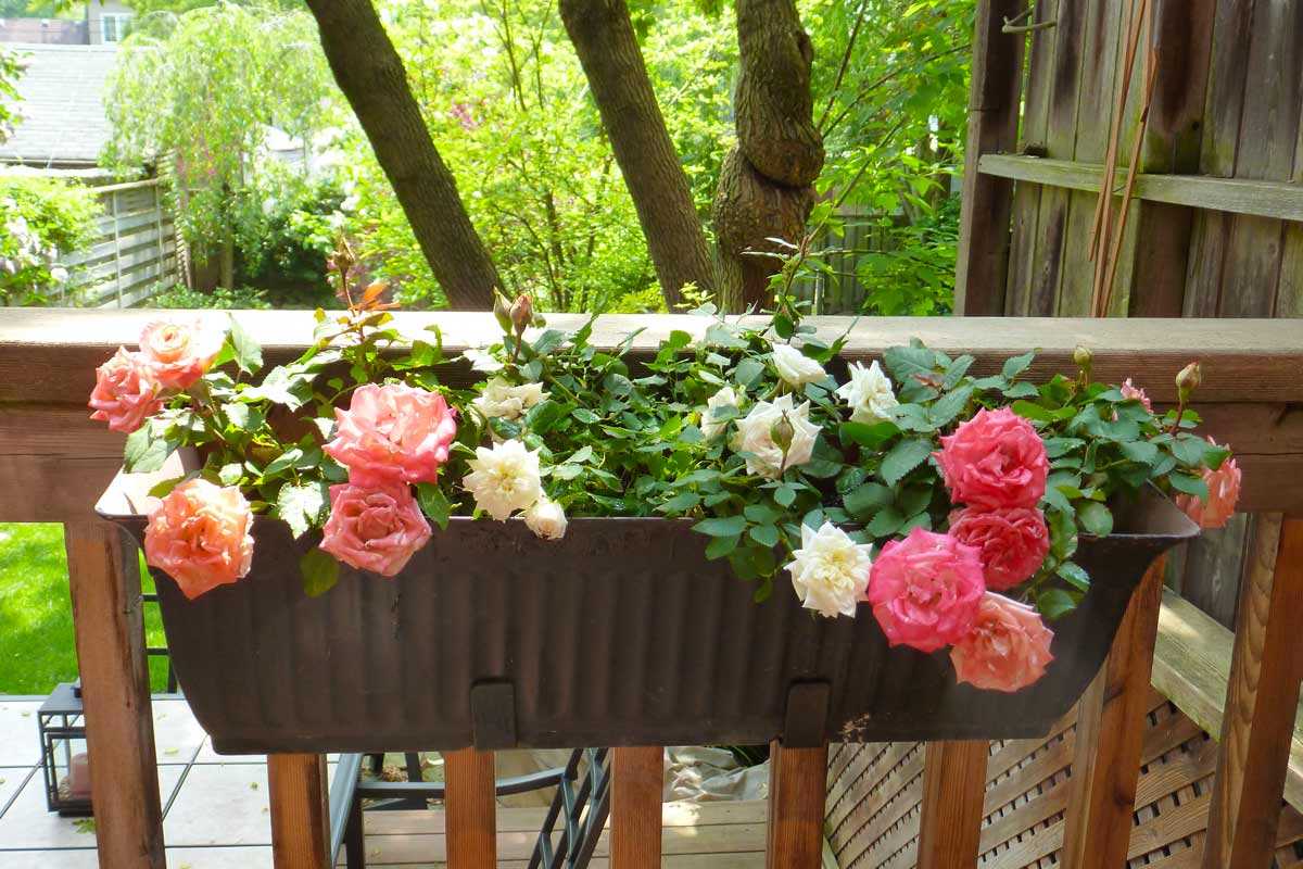 Многолетние кустовые розы для сада, фото и название