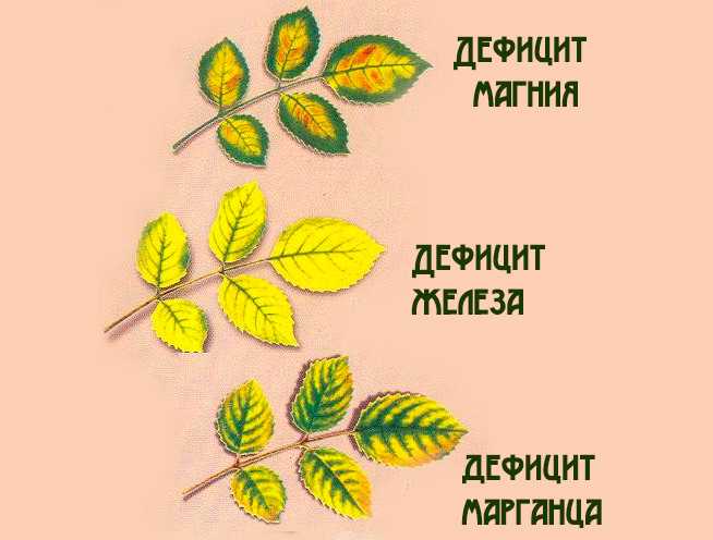 Что делать, если у спиреи сохнут листья Болезни и вредители спиреи, способы борьбы с ними Профилактические меры Почему желтеют листья спиреи