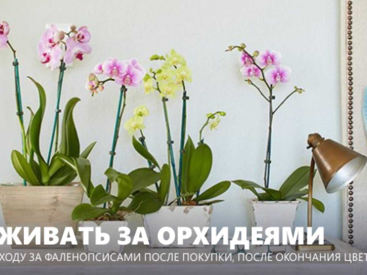 Как подкармливать и удобрять орхидеи в домашних условиях