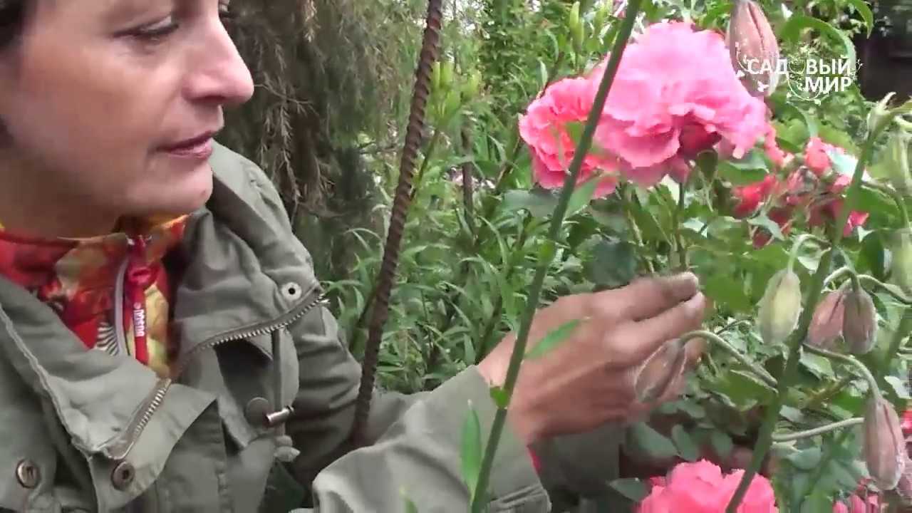 Роза боника: фото и описание, особенности выращивания, посадка и уход