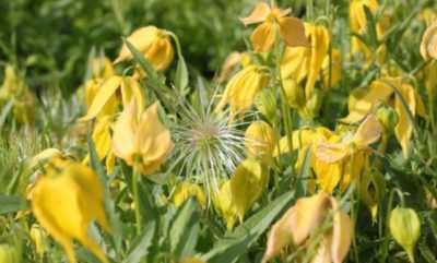 Клематис тангутский радар любви выращивание из семян - theflowers