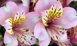 Гортензия «грандифлора» (31 фото): описание сорта гортензии метельчатой grandiflora, посадка и уход в открытом грунте, зимостойкость
