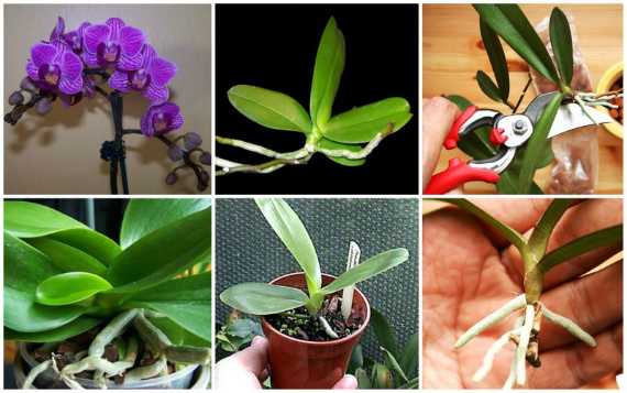 Основные варианты размножения орхидеи дома: черенки, цветонос, корнями и другие